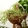 Hängekorb für Pflanzen aus Rattan Hängekorb für Pflanzen aus Rattan