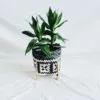 Pflanzenständer aus handgeflochtenem Rattan Pflanzenständer aus handgeflochtenem Rattan