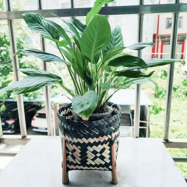Pflanzenständer aus handgeflochtenem Rattan Pflanzenständer aus handgeflochtenem Rattan